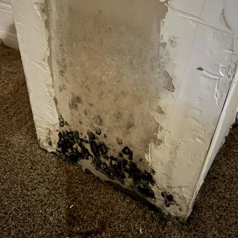 Professional Mold Removal in Forest County, WI